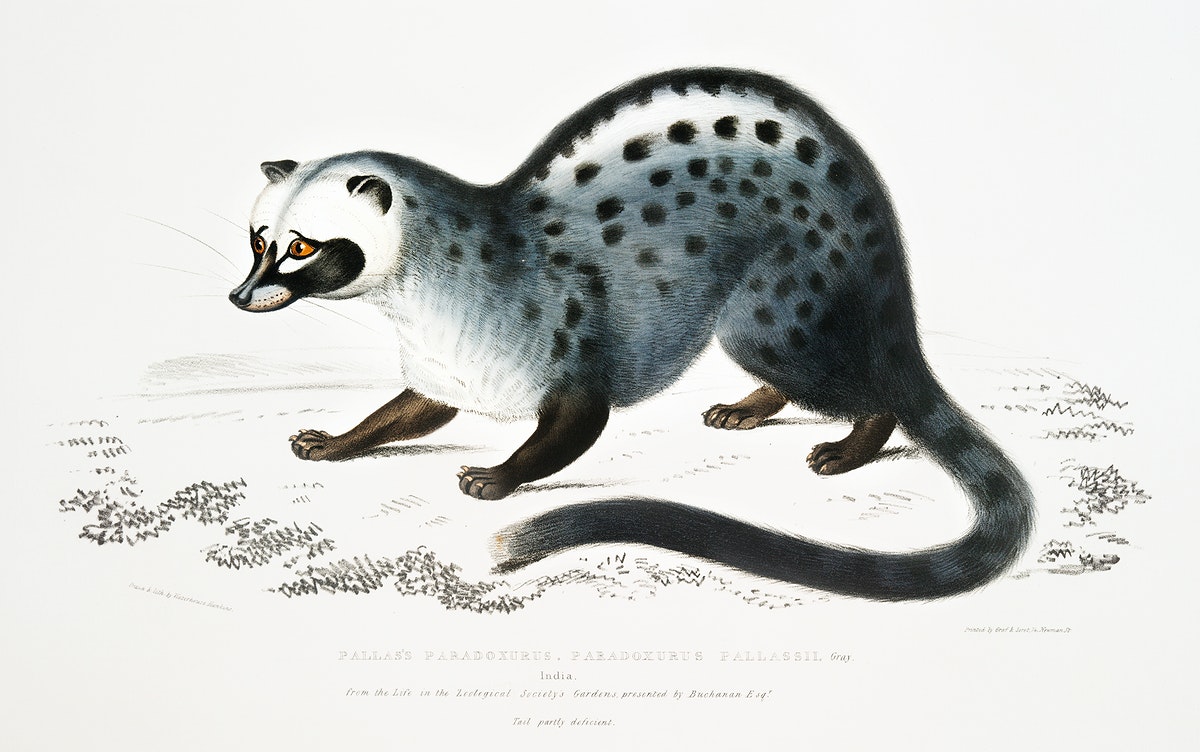Pallas's paradoxurus, palm civet