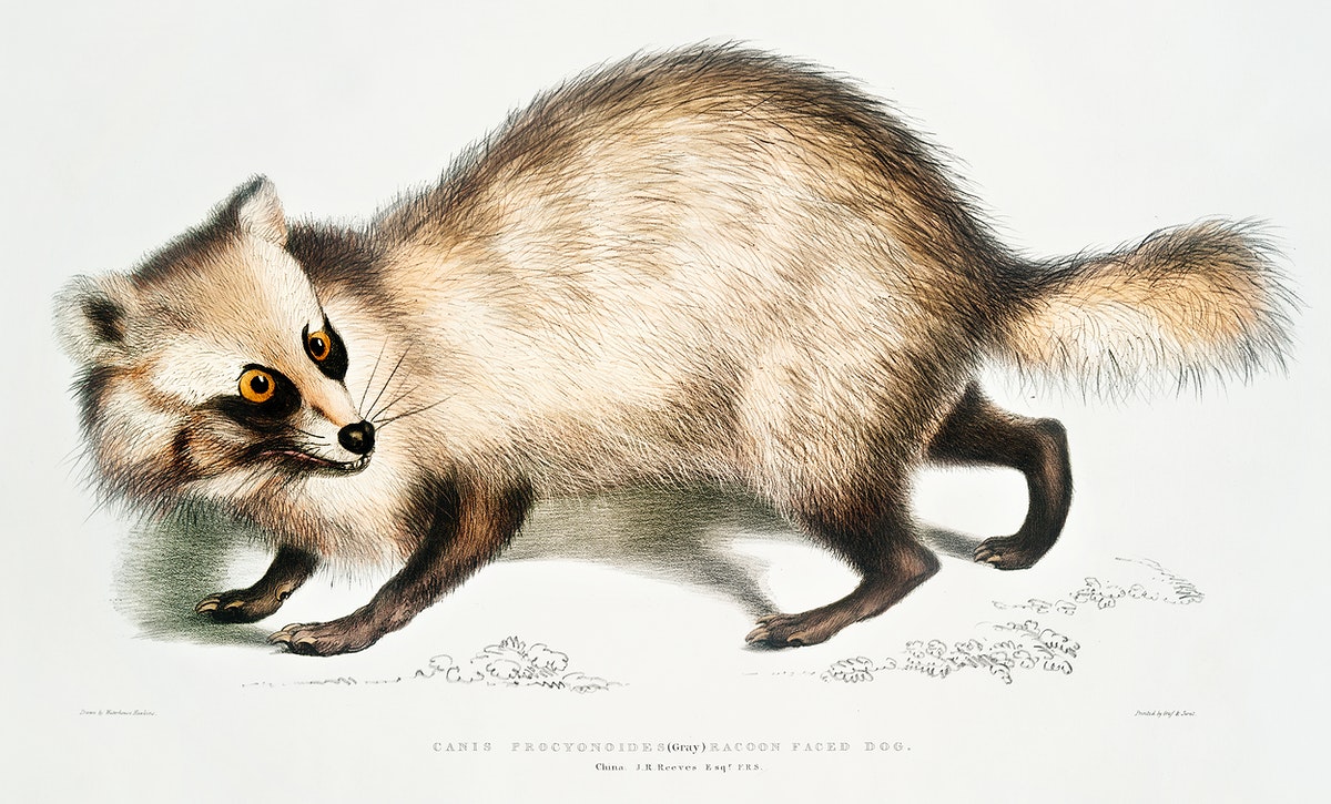canis procyonoides, gray raccoon faced dog